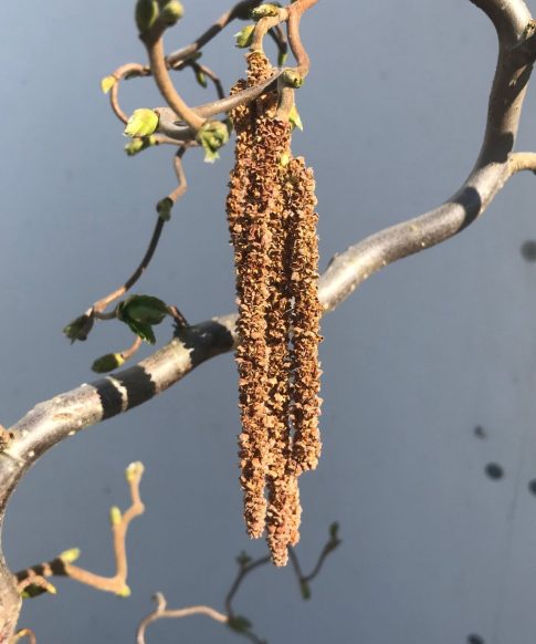 Corylus avellana 'Contorta' - Kronkelhazelaar