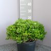 Pittosporum tobira Nanum - Australische Laurier