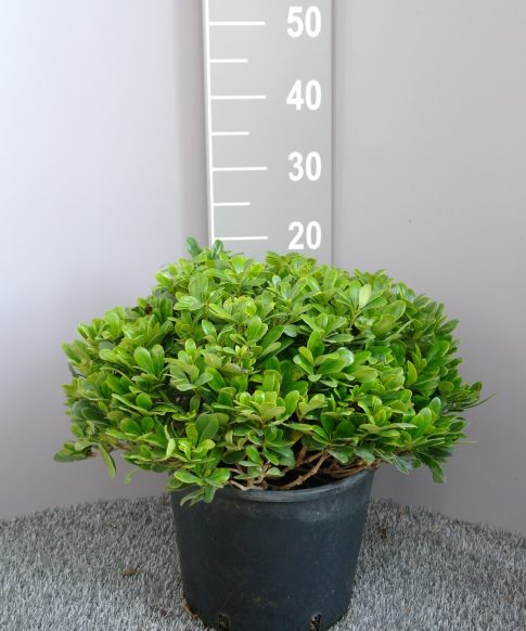 Pittosporum tobira Nanum - Australische Laurier