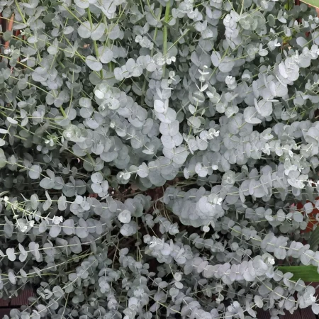 Winterharde Eucalyptus op stam -  Eucalyptus gunnii 'Azura' - Afbeelding 2
