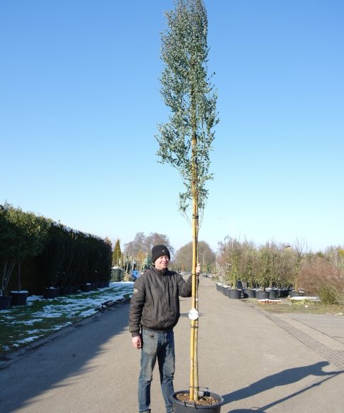 Winterharde Eucalyptus op stam -  Eucalyptus gunnii 'Azura'
