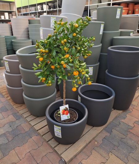 Calamondin - Mandarijn  op stam