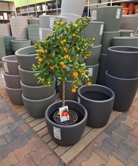 Calamondin - Mandarijn  op stam