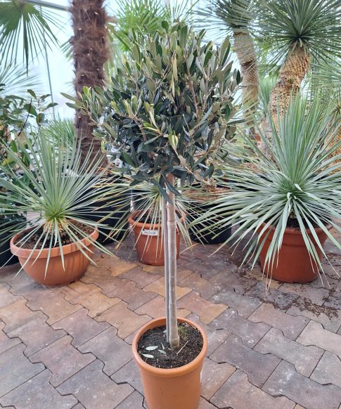 Olijfboom Olea europaea op stam