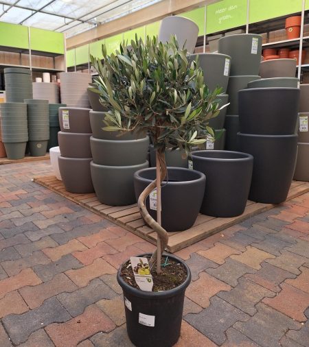 Olijfboom Olea europaea spiraal