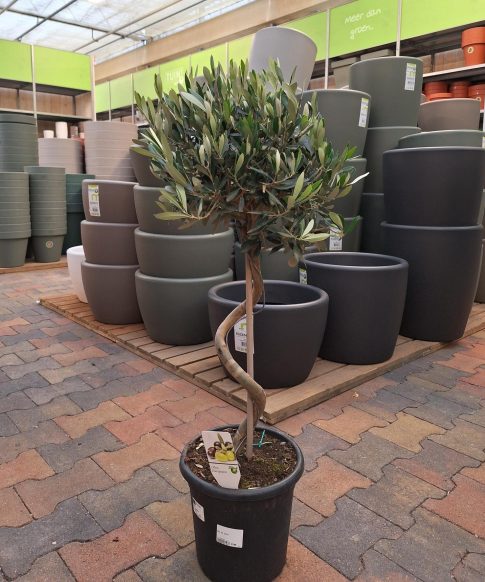 Olijfboom Olea europaea spiraal