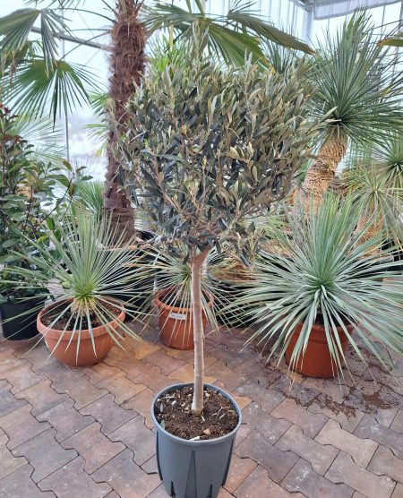 Olijfboom Olea Europea