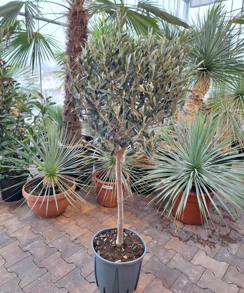 Olijfboom Olea Europea