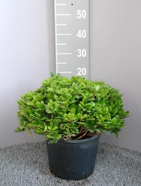 Pittosporum tobira Nanum - Australische Laurier