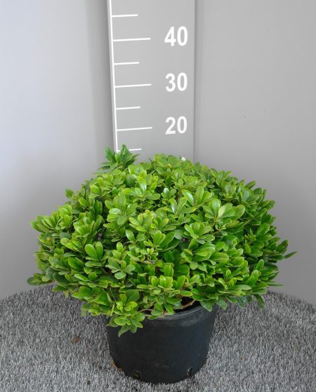 Pittosporum tobira Nanum - Australische Laurier - Afbeelding 2