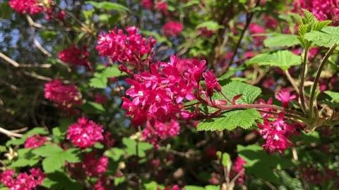 Ribes sanguineum 'Pulborough Scarlet' - rode Ribes