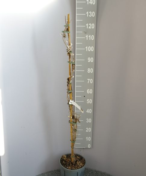 Abeliophyllum distichum - Witte Forsythia