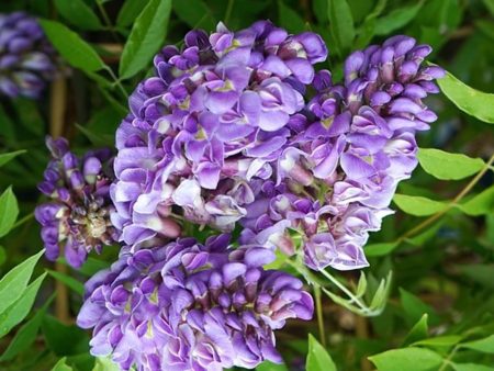 Wisteria Frutescens Viola - Blauwe regen