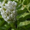 Wisteria Frutescens Bianco - Blauwe regen