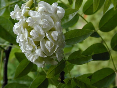 Wisteria Frutescens Bianco - Blauwe regen