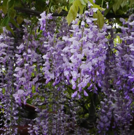Wisteria floribunda 'Lawrence' - Blauwe regen