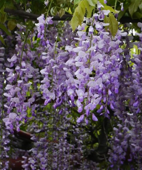 Wisteria floribunda 'Lawrence' - Blauwe regen