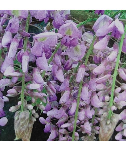 Wisteria Sinensis 'Aganthena' - Blauwe regen
