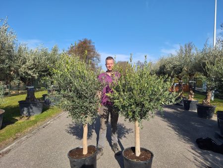 Olijfboom - Olea Europaea Florida