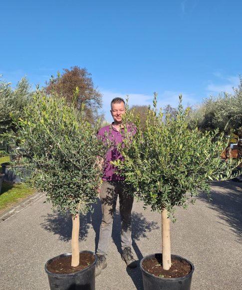 Olijfboom - Olea Europaea Florida