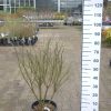 Euonymus Alatus Compactus - Kardinaalshoed