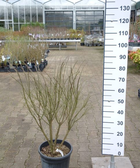 Euonymus Alatus Compactus - Kardinaalshoed