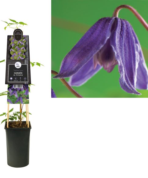 Clematis Alpina 'Helsingborg'
