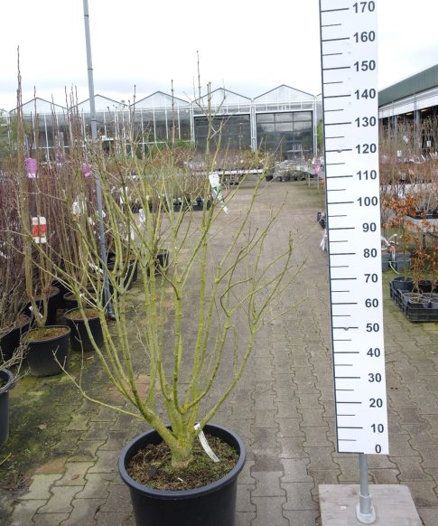 Syringa vulgaris Hybride 'Mme Lemoine' - Sering