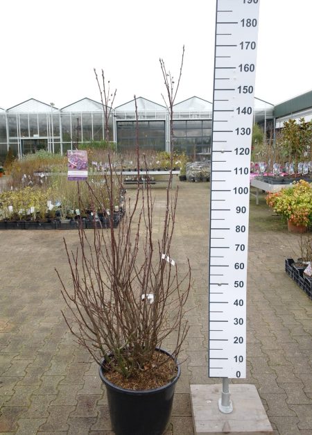 Amelanchier Alnifolia 'Greatberry' - Krentenboompje - Afbeelding 3