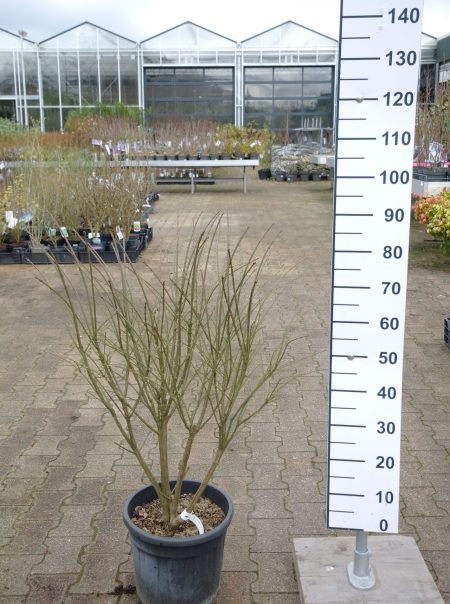 Euonymus Alatus Compactus - Kardinaalshoed