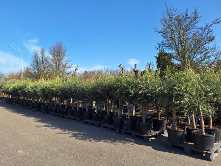 Olijfboom - Olea Europaea Florida - Afbeelding 2