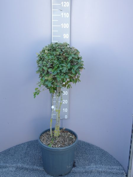 Quercus ilex meerstammig - Steeneik