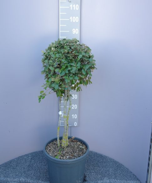 Quercus ilex meerstammig - Steeneik
