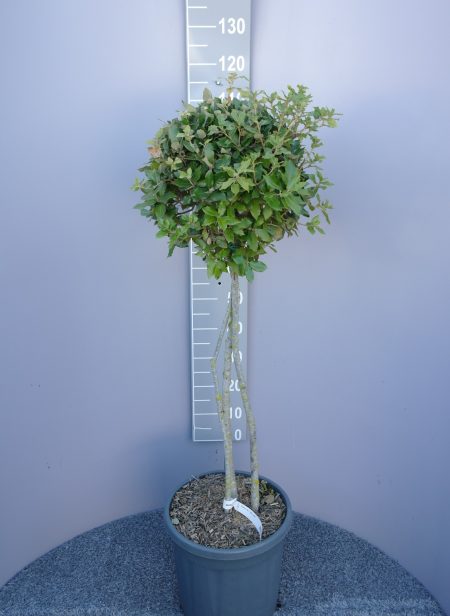 Quercus ilex meerstammig - Steeneik 100 cm
