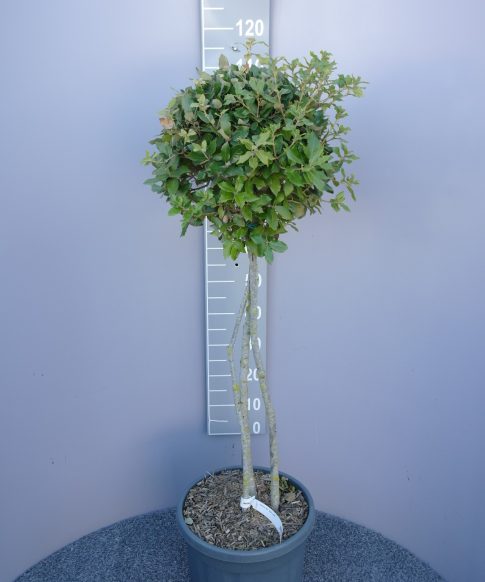 Quercus ilex meerstammig - Steeneik 100 cm