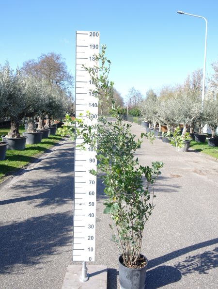 Quercus ilex steeneik struikvorm 125-150cm