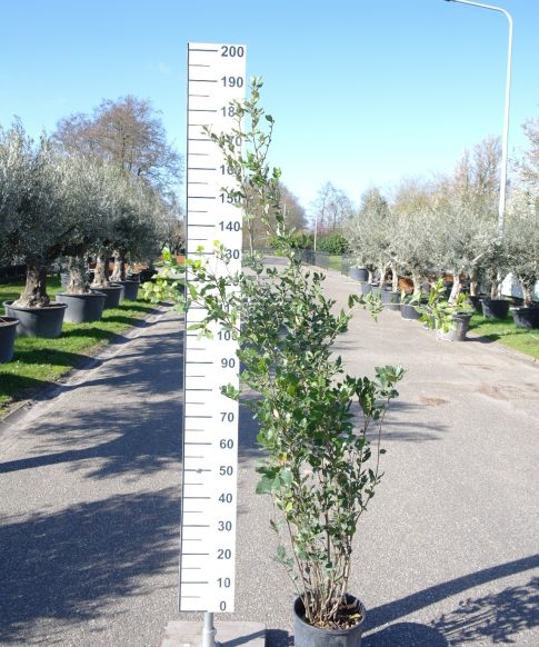 Quercus ilex steeneik struikvorm 125-150cm