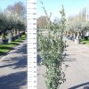 Quercus ilex - Steeneik-struik- 175-200 cm