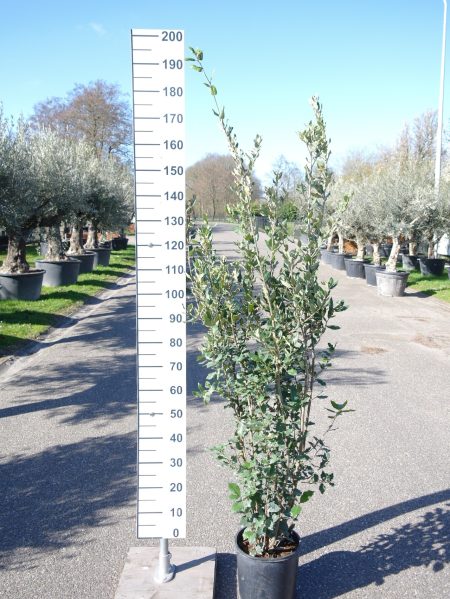Quercus ilex - Steeneik-struik- 175-200 cm
