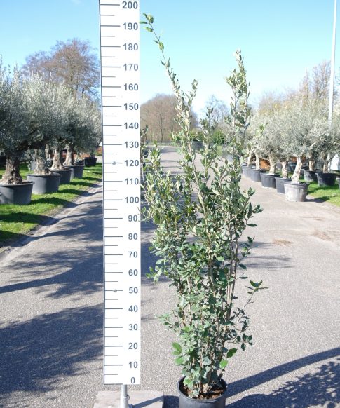 Quercus ilex - Steeneik-struik- 175-200 cm