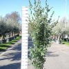 Quercus ilex - Steeneik-struik-200-250cm