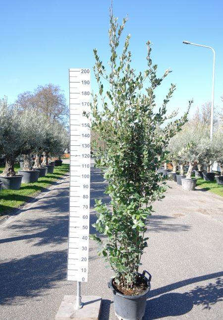Quercus ilex - Steeneik-struik-200-250cm