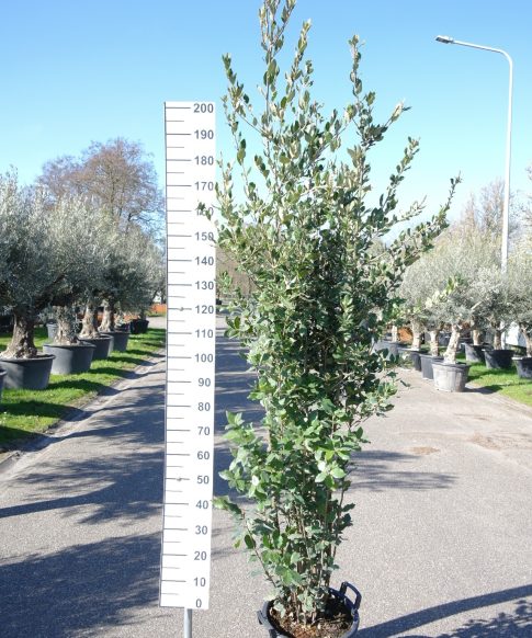Quercus ilex - Steeneik-struik-200-250cm