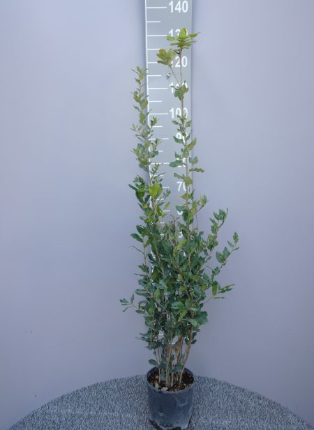 Quercus ilex steeneik struikvorm 80-100 cm