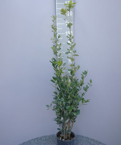 Quercus ilex steeneik struikvorm 80-100 cm