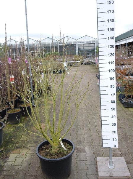 Syringa vulgaris Hybride 'Mme Lemoine' - Sering