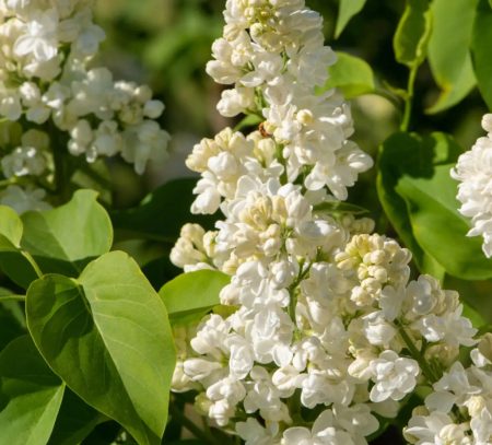 Syringa vulgaris Hybride 'Mme Lemoine' - Sering - Afbeelding 3