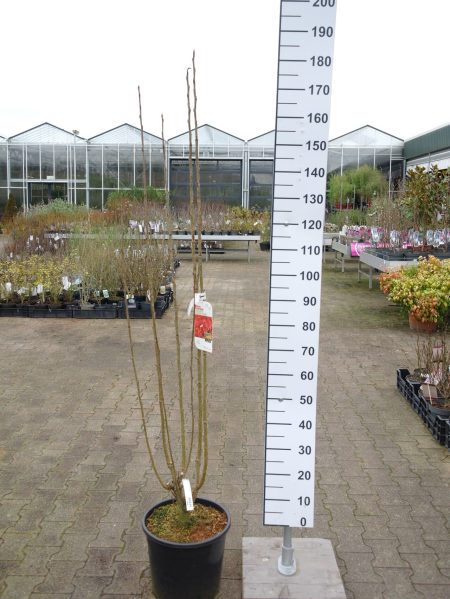 Sorbus aucuparia 'Autumn Spire' - Zuil Lijsterbes - Afbeelding 2
