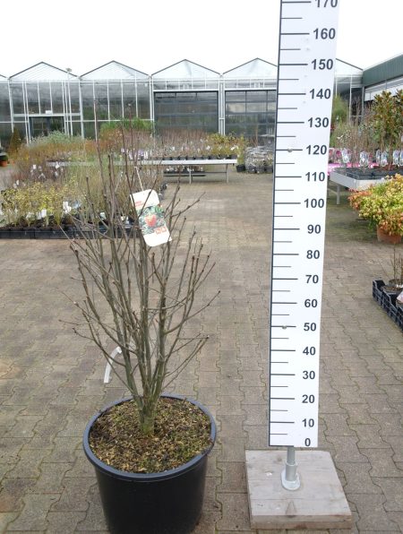 Sorbus aucuparia 'Dörings Findling' - Lijsterbes - Afbeelding 2
