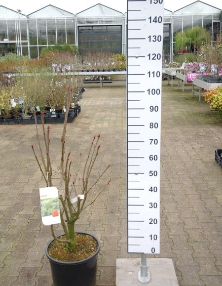 Sorbus aucuparia 'Ulong' - Wilde Lijsterbes - Afbeelding 2